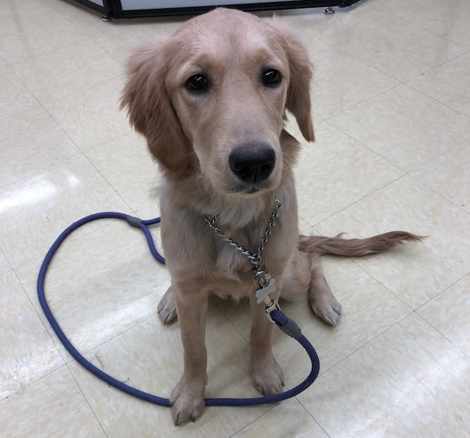 golden-retriever-sitting