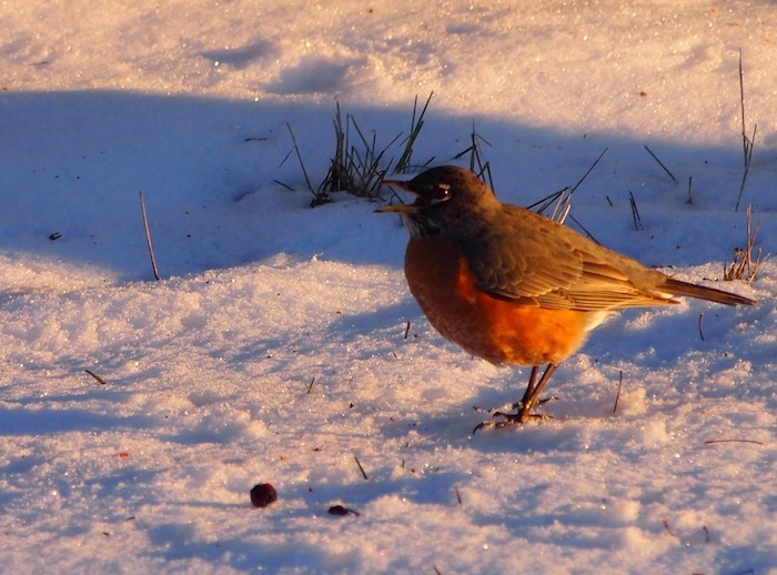 An American Robin signing in the snow