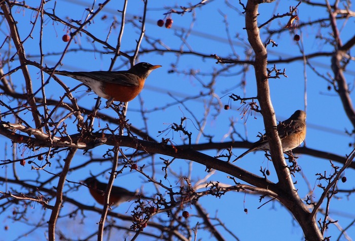 Three Robins in a tree with blue sky beyond