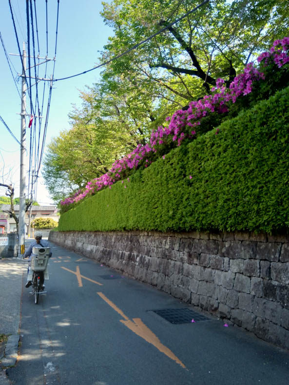 A woman rides a bike past a stone wall, topped by a green hedge, topped by pink azaleas.