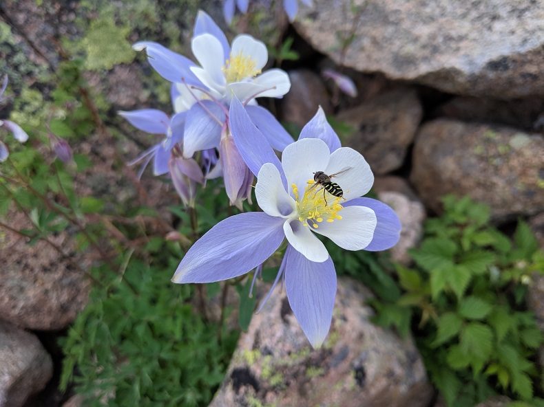 A fly hovers at a columbine blossom