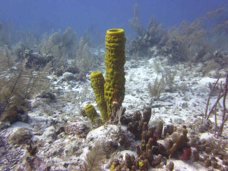 Yellow barrel sponge, underwater, surrounded by sand and soft corals.