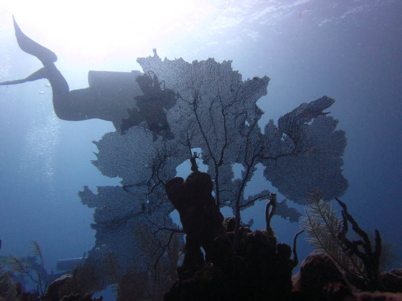 A diver silhouetted behind a coral fan. 
