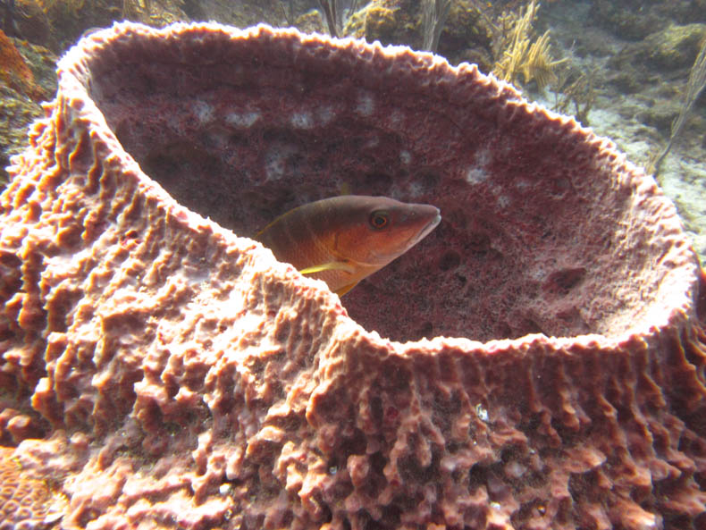 A fish looks out of a sponge. 