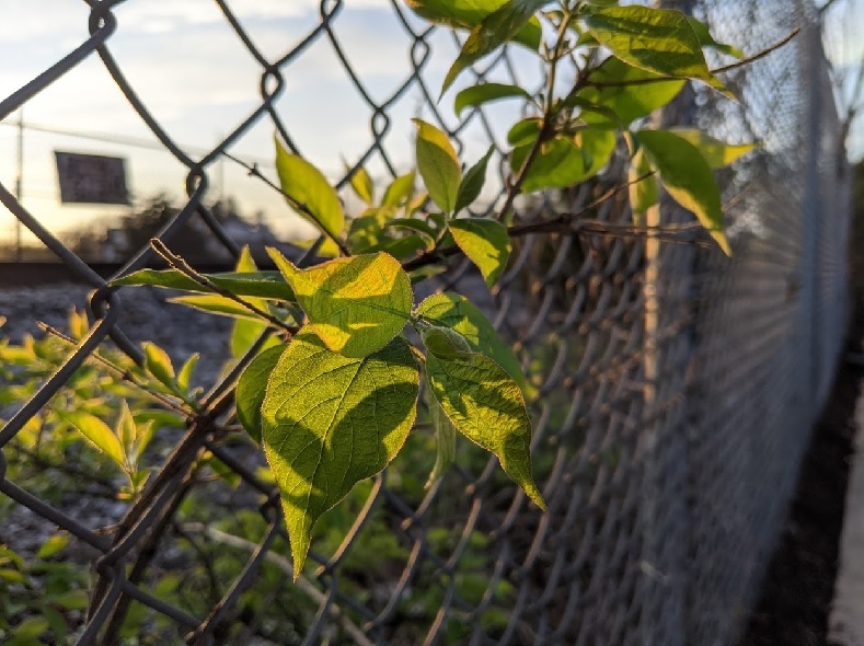 Green leaves growing on a chain link fence