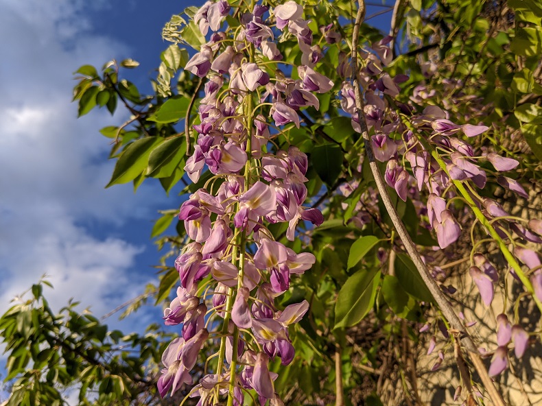 Purple flowers