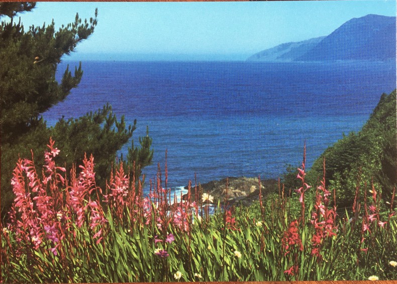 postcard of fireweed and the ocean