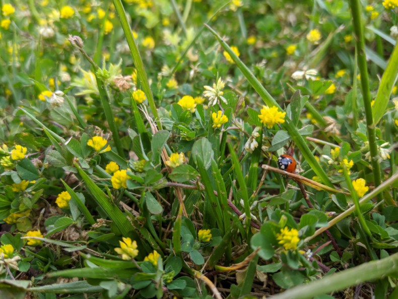ladybug in grass