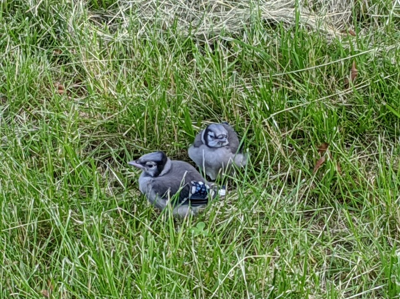 two baby blue jays in the grass