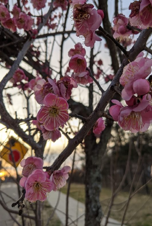 Pretty flowers on an apricot tree