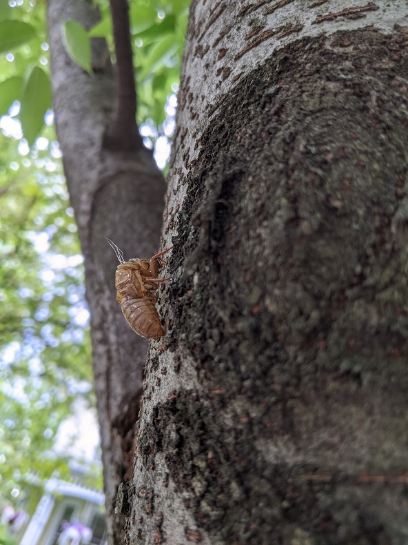 Bug exoskeleton on tree trunk.