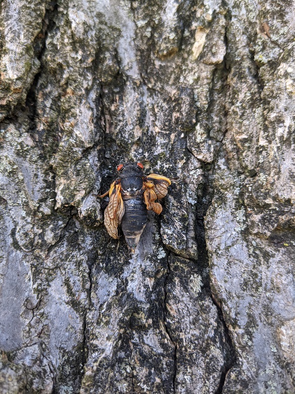 Black bug with shriveled yellow wings and red eyes