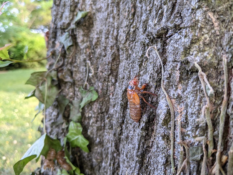red-eyed bug on bark