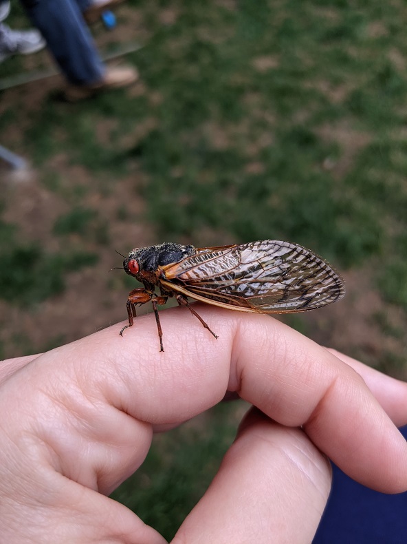 A 17-year cicada on a finger.