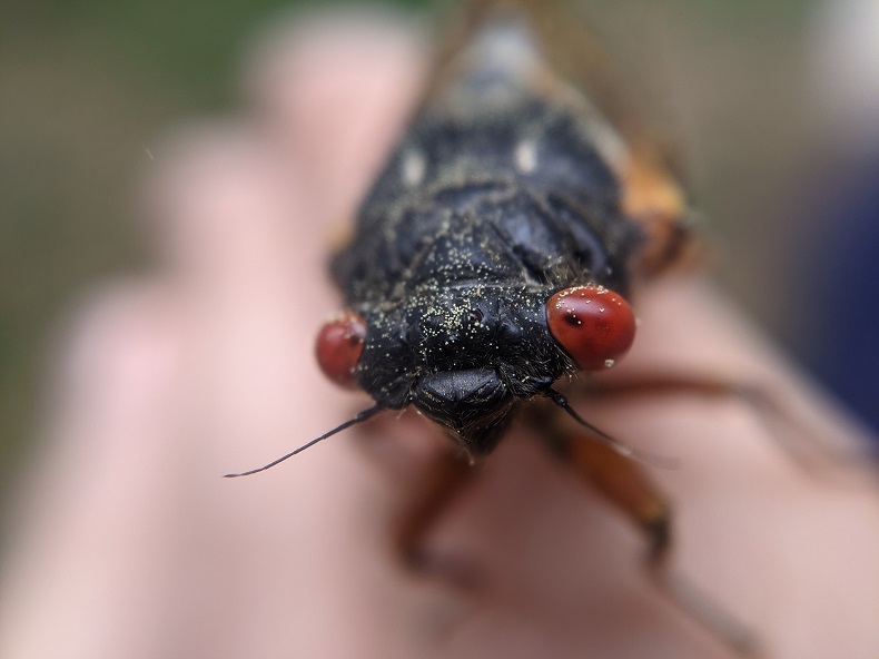 A 17-year-cicada's face, with pollen grains.
