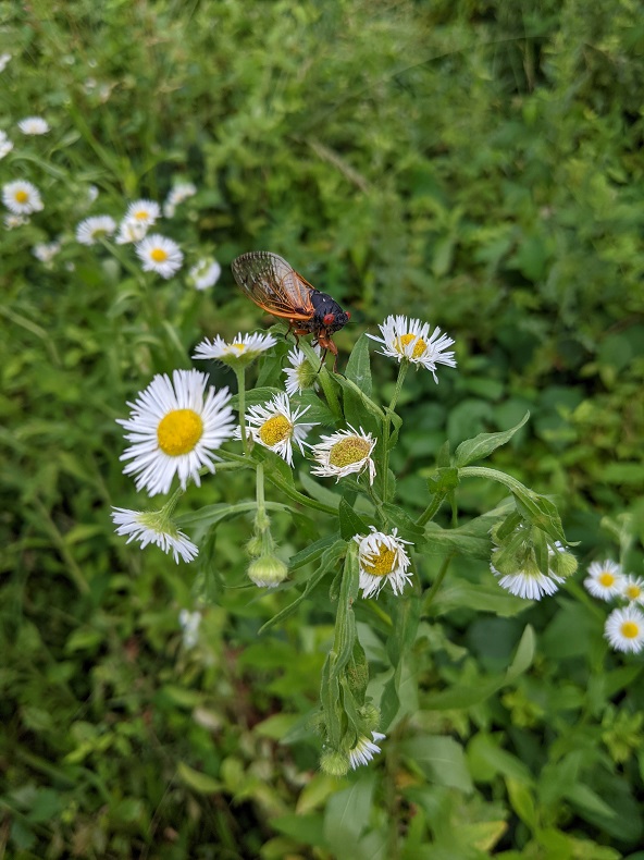 A cicada on a flowering plant