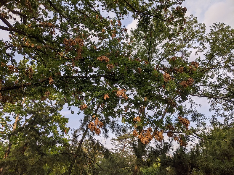 A large tree with brown leaves 