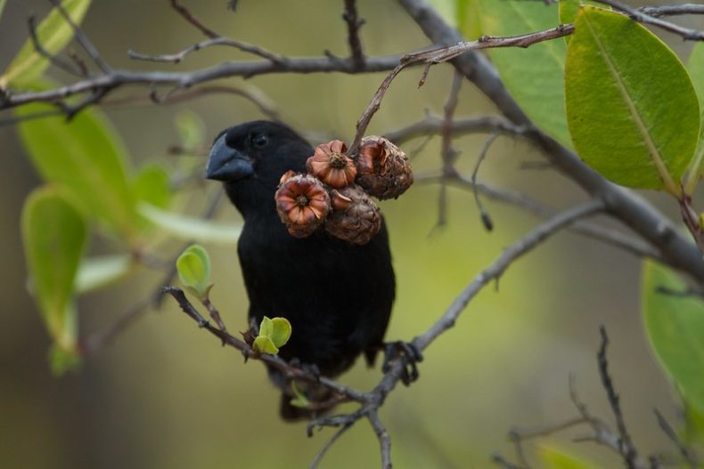 A black large ground finch perching on a branch