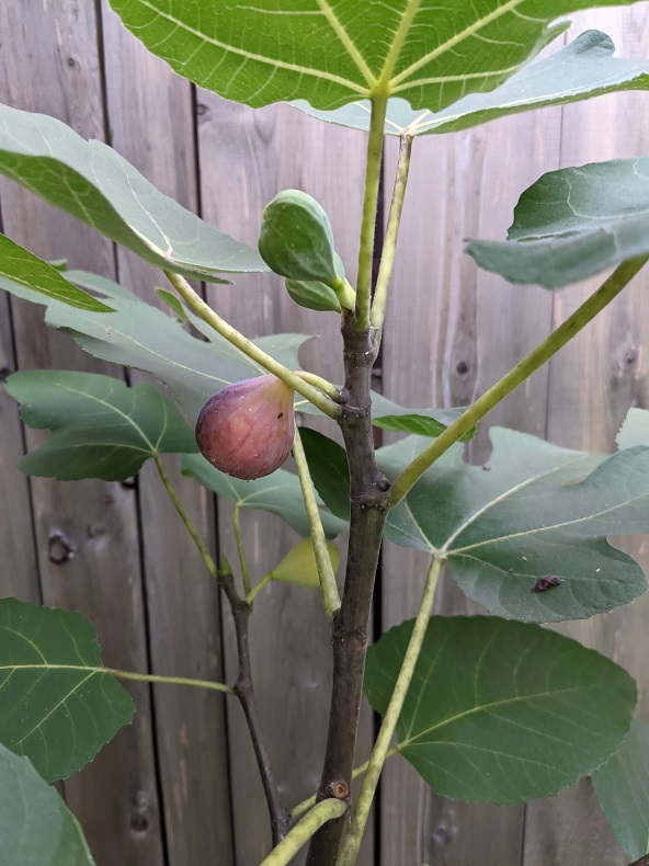 One red fig on a tree, in front of a fence