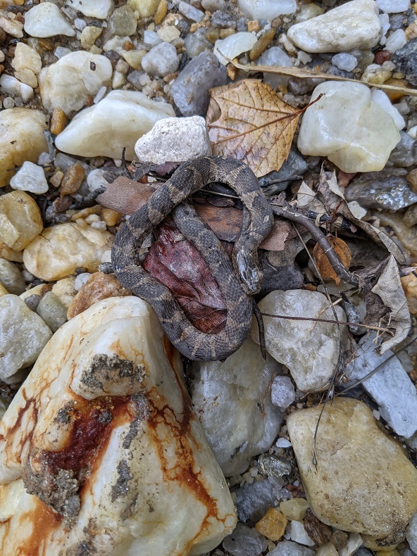 Coiled brown and tan snake on rocks