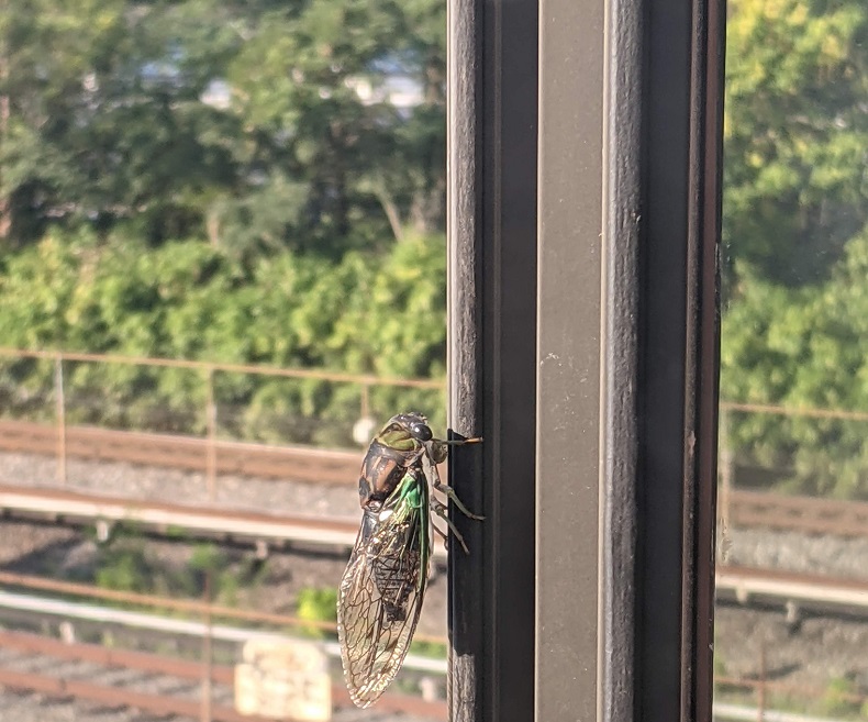 A black and green cicada on a window frame