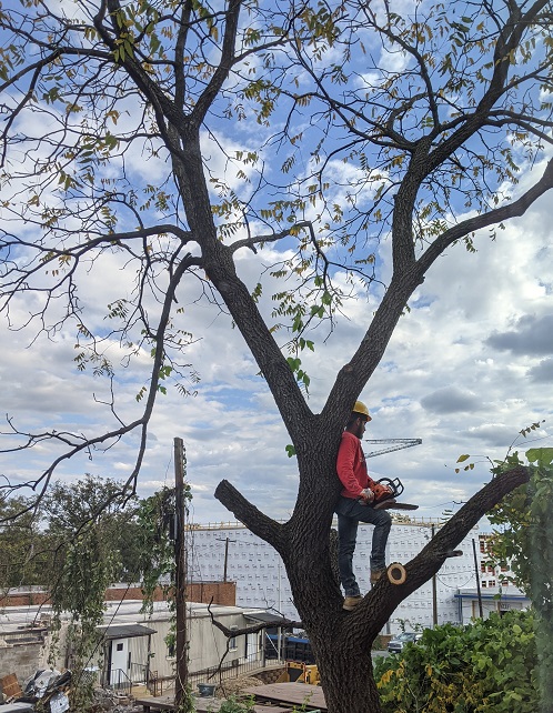 A man in a hard hat holds a chainsaw while standing in a tree. 