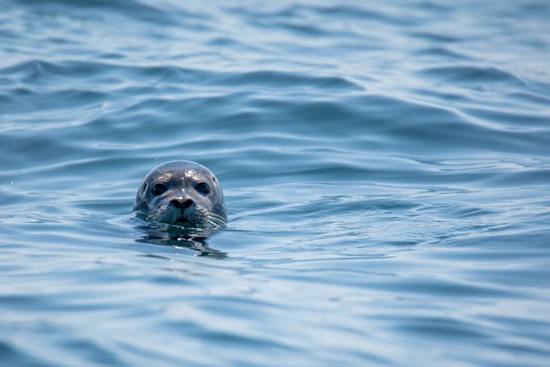 The shining head of a seal bobbing in blue water.