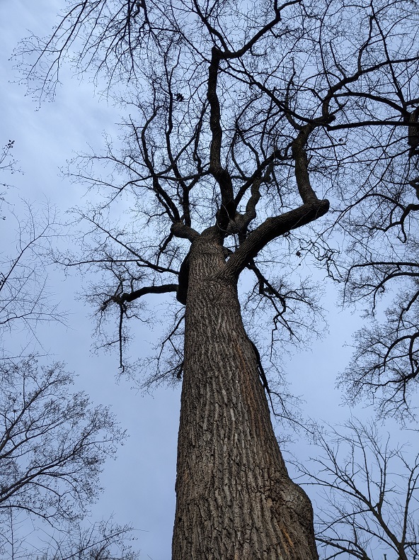 A tall tree in winter, with no leaves