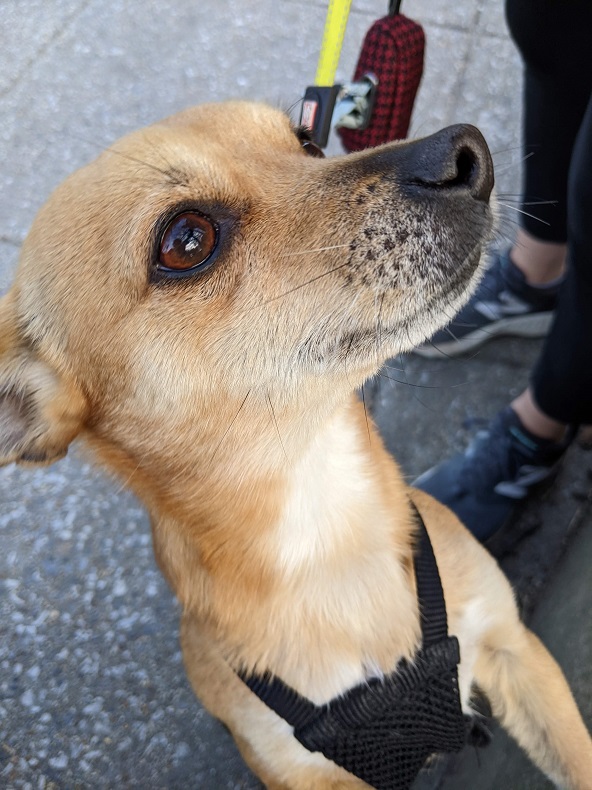 a friendly chihuahua with big brown eyes