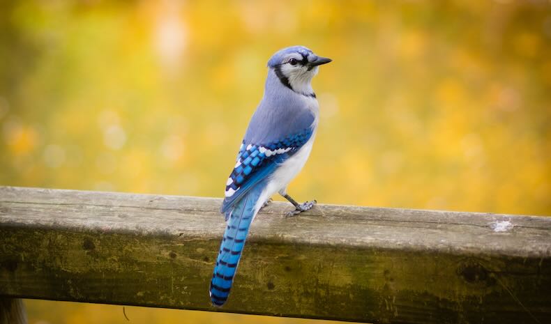 A blue jay perched on a wooden fence, looking back at the camera.