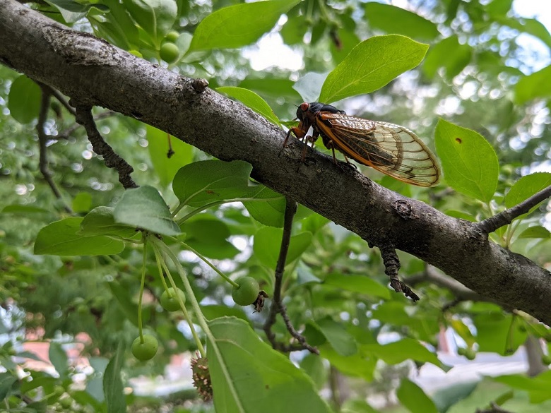 A 17-year-cicada on a branch