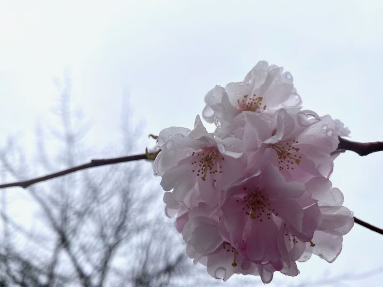 Closeup of rain-dotted pink and white cherry blossoms against a white sky.