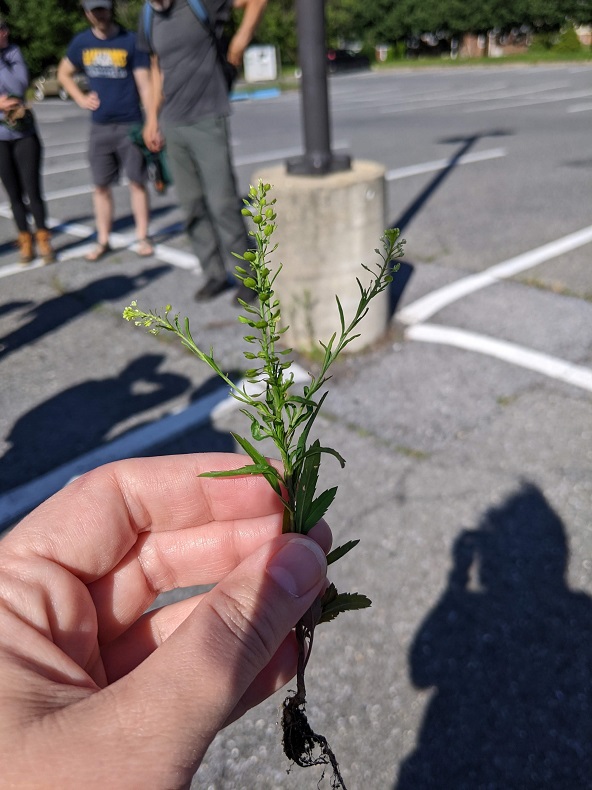 A hand holds a green plant in a parking lot 