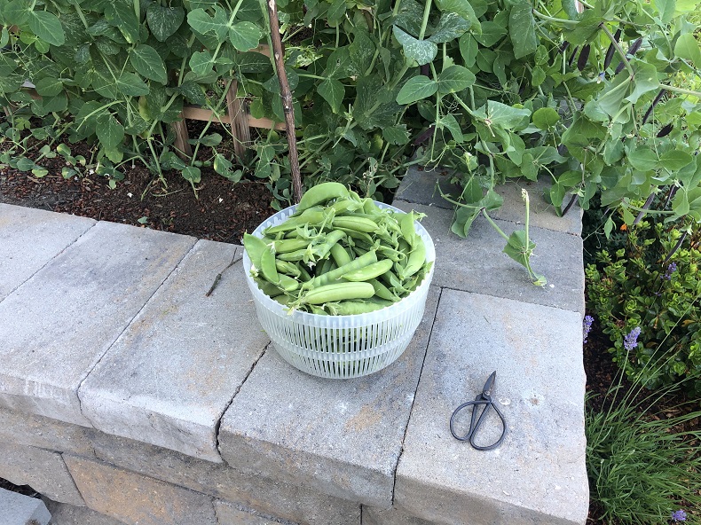 basket of peas