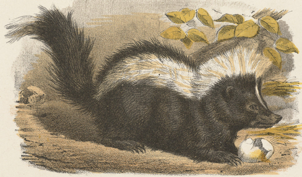 The Lexicography of Skunks - The Last Word On Nothing