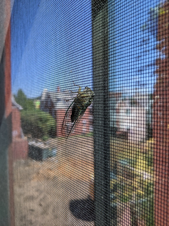 Green and black cicada on a window screen