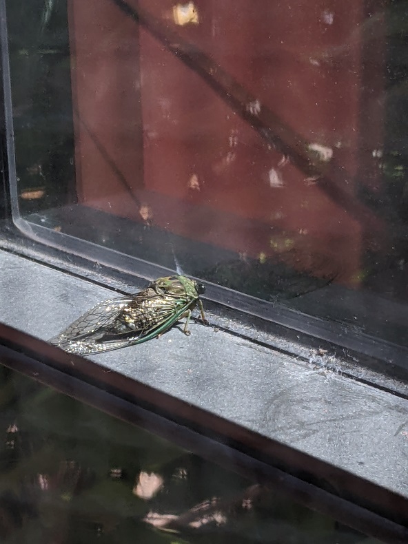 Green and black cicada on window frame, gazing at its reflection in window