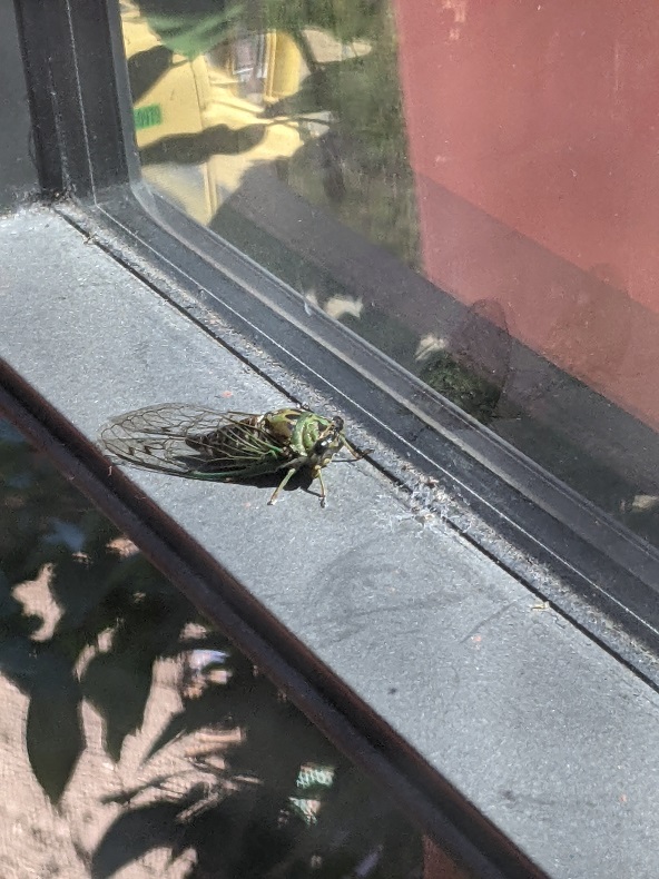 Cicada in window frame