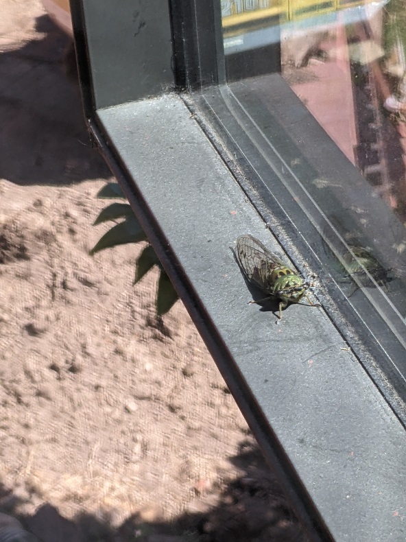 Cicada in window frame