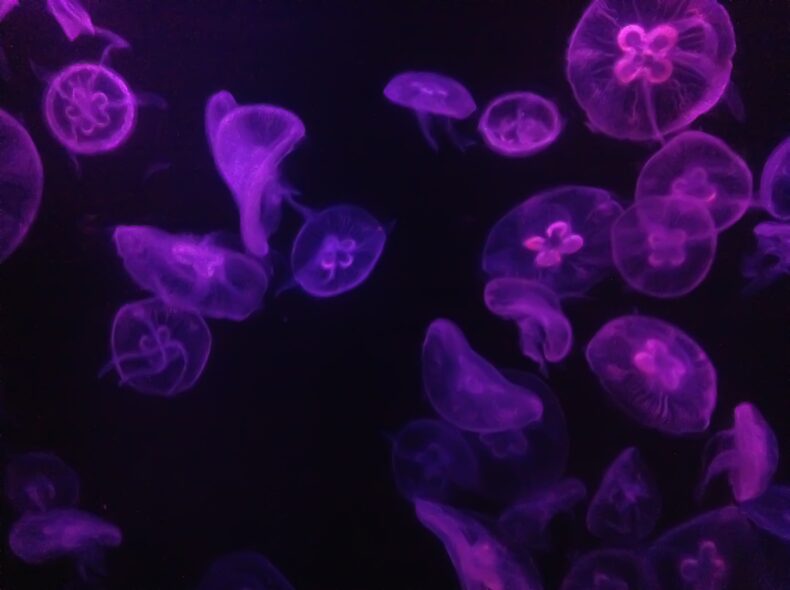 A purple and magenta underwater photograph of a smack of jellyfish, luminous against a dark sea