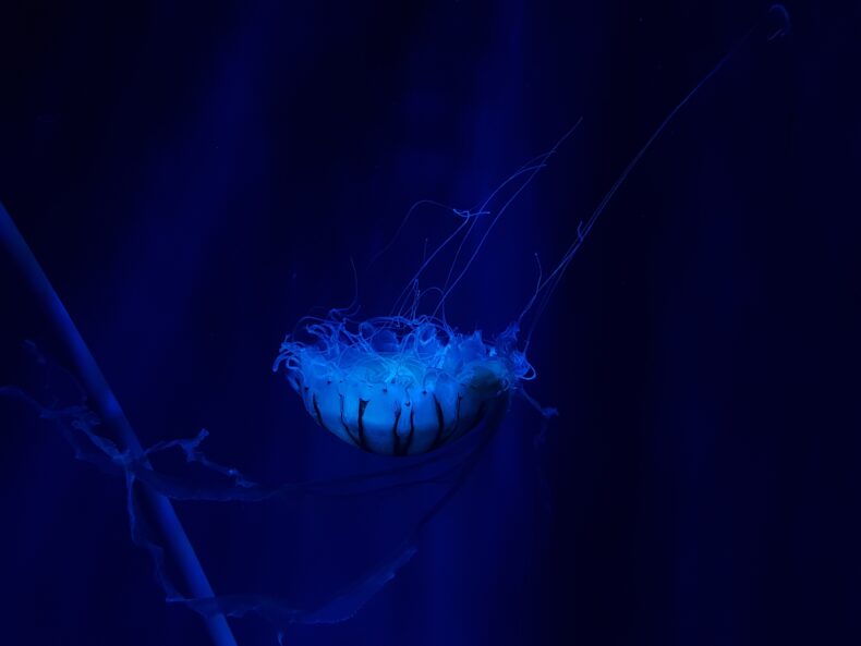 A deep blue underwater photograph of an upside-down jelly, its tentacles streaming upward 