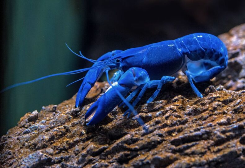 A royal blue lobster resting underwater on a craggy, algae-slimed rock.