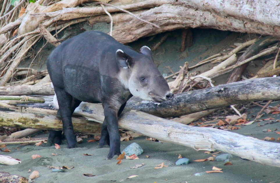 Two Tapirs - The Last Word On Nothing