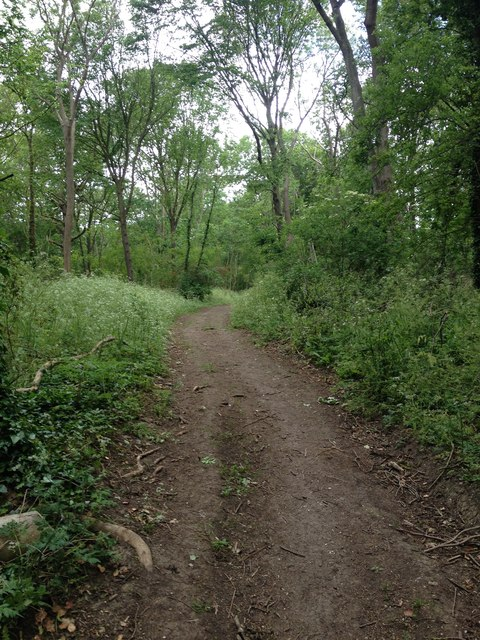 dirt road, shrubbery