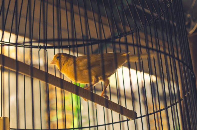 Color photograph of a canary in a birdcage indoors. The bird seems to be looking out the window.
