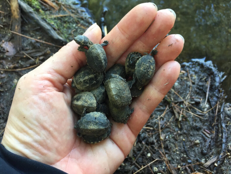 Photograph of a human hand filled with teeny tiny turtles. The person is standing by a body of water.
