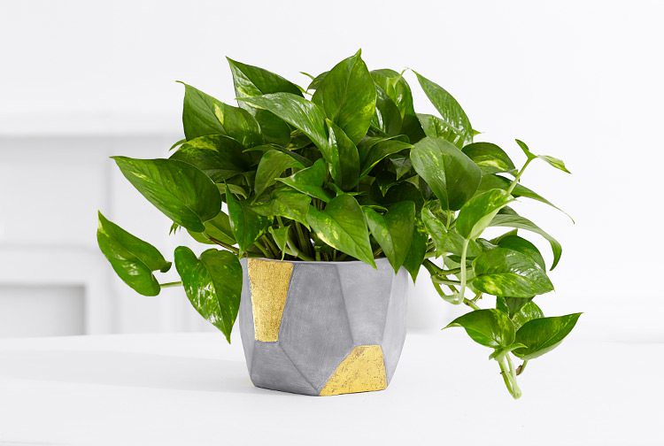 green houseplant in a gray pot with gold accents, sitting on a white surface