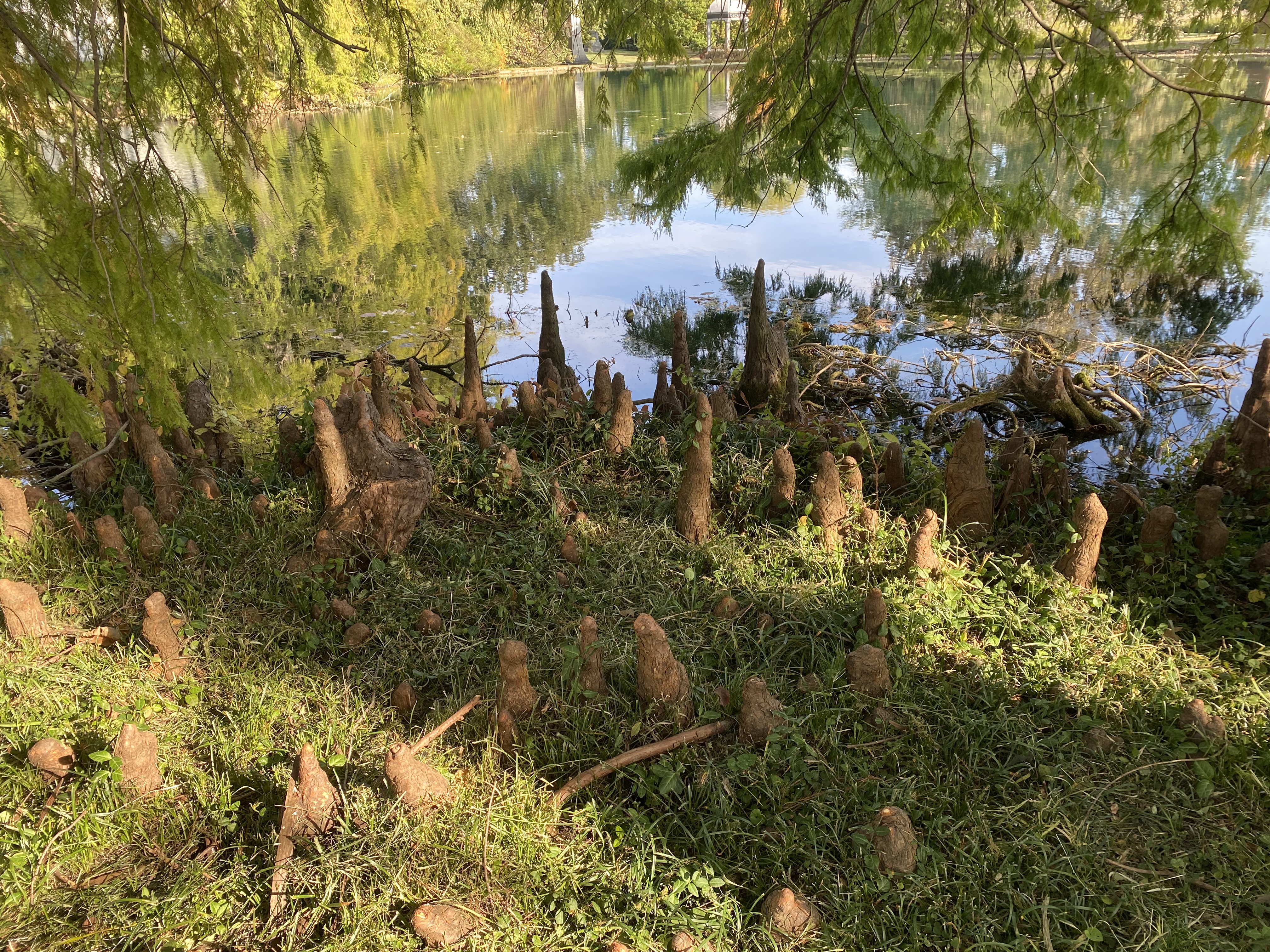 Photograph of the grass beside a body of still water. Sprouting from the earth are strange, brown, bark-covered protuberances.