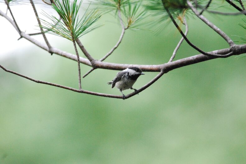 Photograph of a chickadee on a slender branch of white pine. 