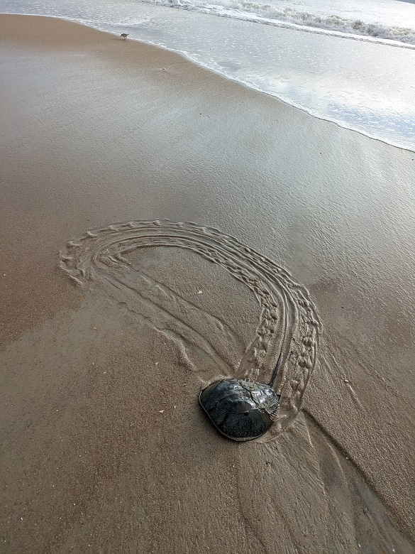 Horseshoe crab with loop of tracks behind it